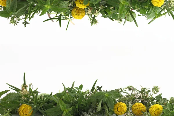 stock image Border of fresh herbs on white background