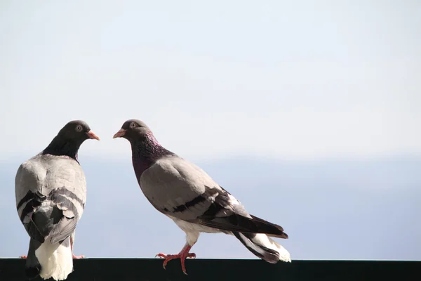 Çift güvercin — Stok fotoğraf