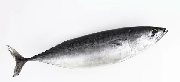 Geïsoleerd op witte tonijn — Stockfoto