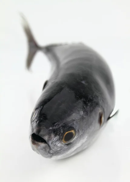 白で隔離されるマグロ魚 — ストック写真