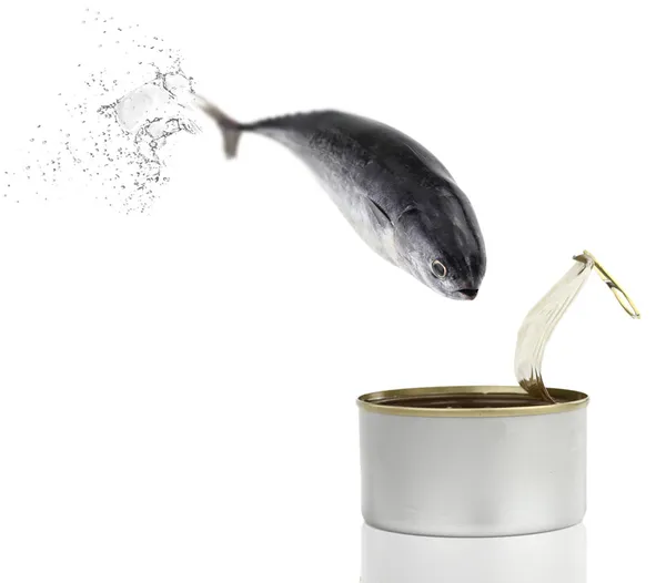 Tuna fish jumping into the can — Stock Photo, Image