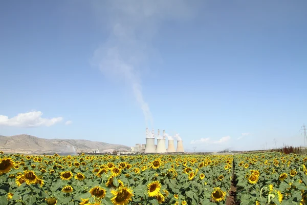 Sunflowers field and power plant — Stock Photo, Image