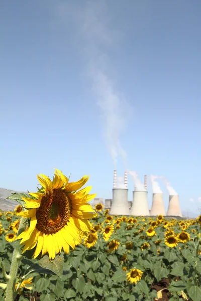 Sunflowers field and power plant — Stock Photo, Image