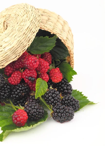 나무 딸기 및 검은 딸기 바구니에서 밖으로을 — 스톡 사진