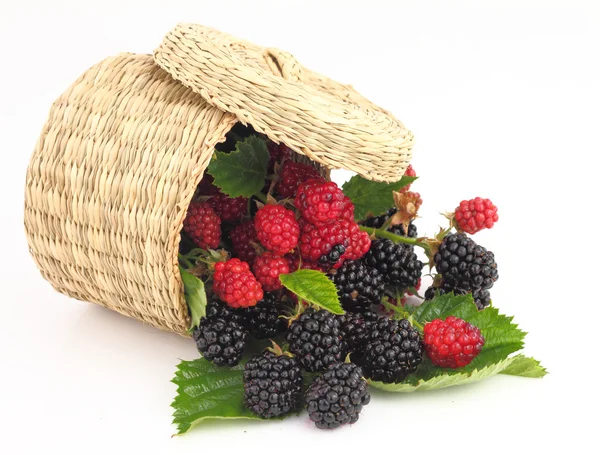 Raspberries and Blackberries fall out from the basket — Stock Photo, Image