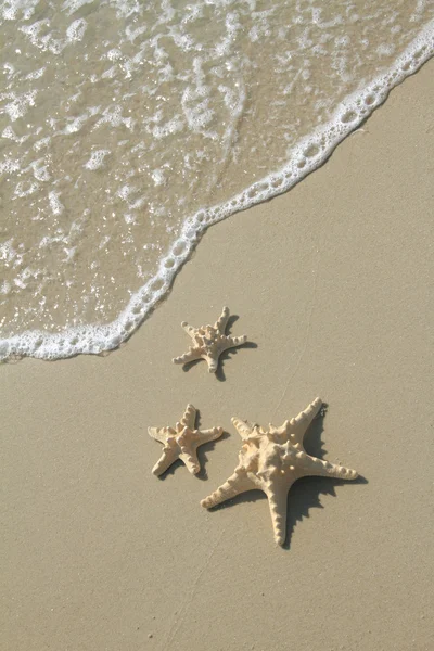 Stella marina sulla spiaggia in estate — Foto Stock