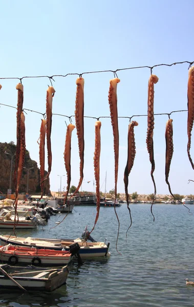 Fresh octopus hanging up to dry — Stock Photo, Image