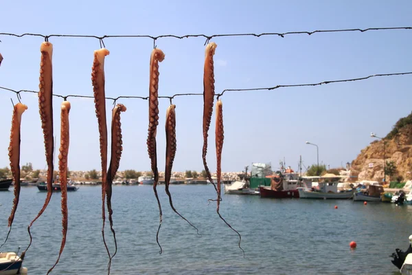 Fresh octopus hanging up to dry — Stock Photo, Image