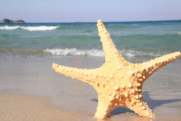 Starfish on the beach at summer — Stock Photo, Image