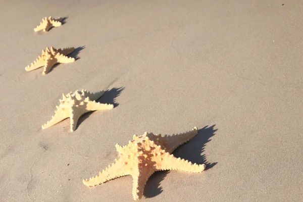 Estrella de mar en la playa en verano —  Fotos de Stock