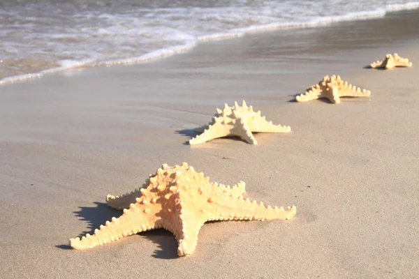 Sjöstjärna på stranden på sommaren — Stockfoto