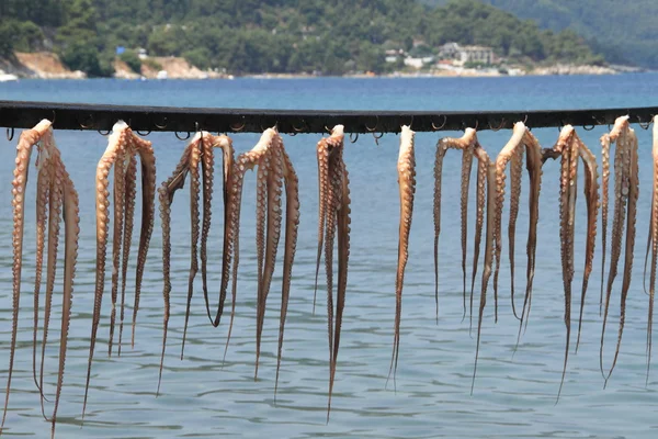 Frischer Oktopus zum Trocknen aufgehängt — Stockfoto
