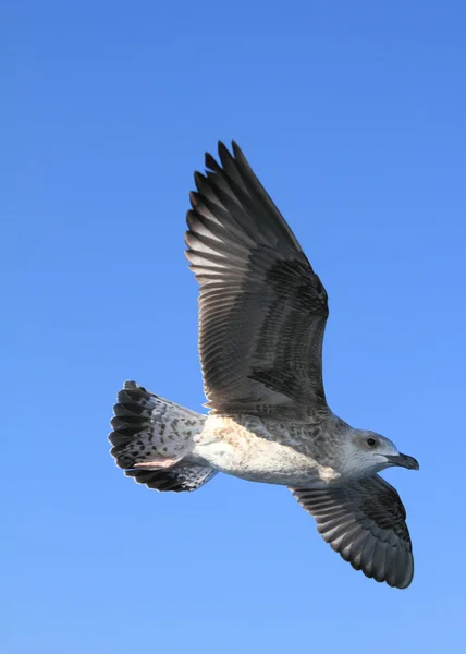 stock image Flying seagull with a blue sky background