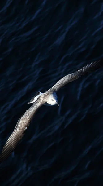 Літаюча чайка над морем — стокове фото