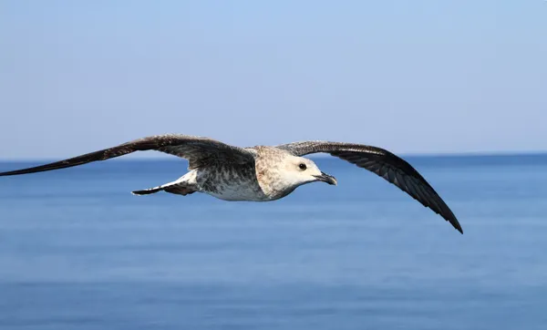 stock image Flying seagull over the sea