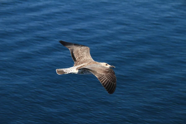 Літаюча чайка над морем — стокове фото