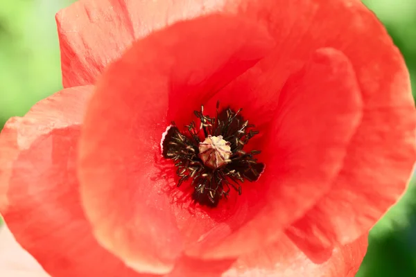 Stock image Red poppy in day