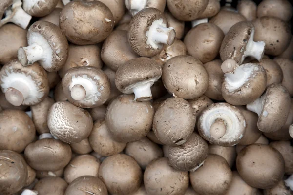 Stock image Mushroom Background