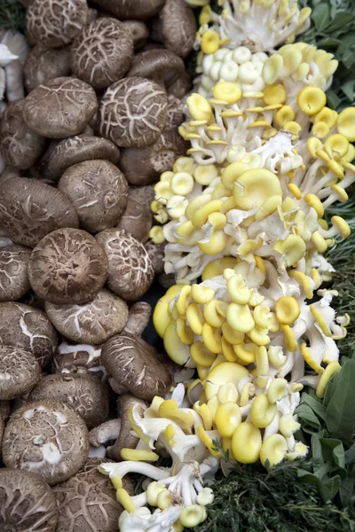 stock image Mushrooms