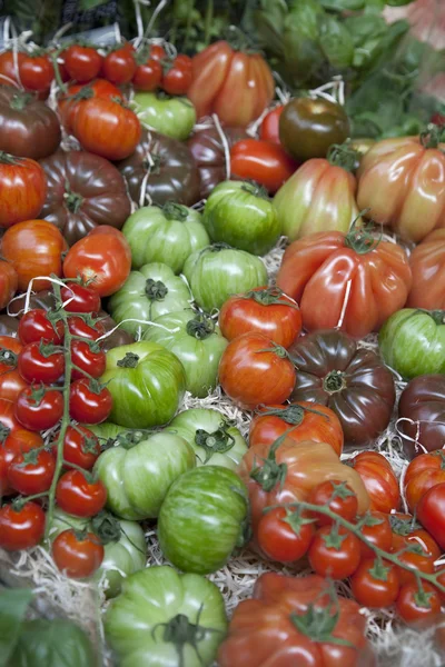 Vários tipos de tomate — Fotografia de Stock
