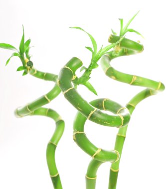planta verde curvado
