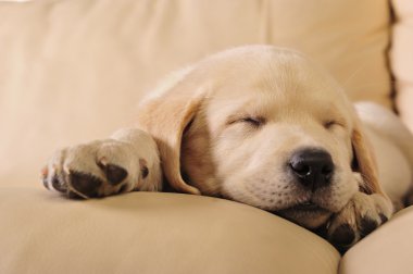 Labrador puppy clipart