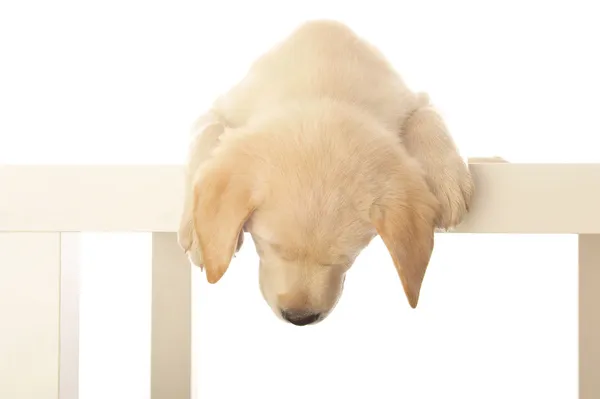 Labrador štěně — Stock fotografie