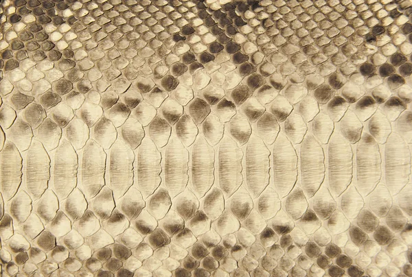 stock image Portrait of snake skin.