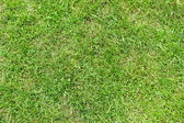 Gyönyörű zöld fű textúra golfpálya