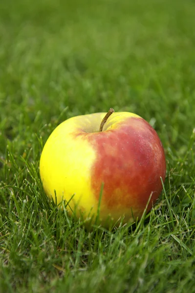 Jabłko w trawie. — Zdjęcie stockowe