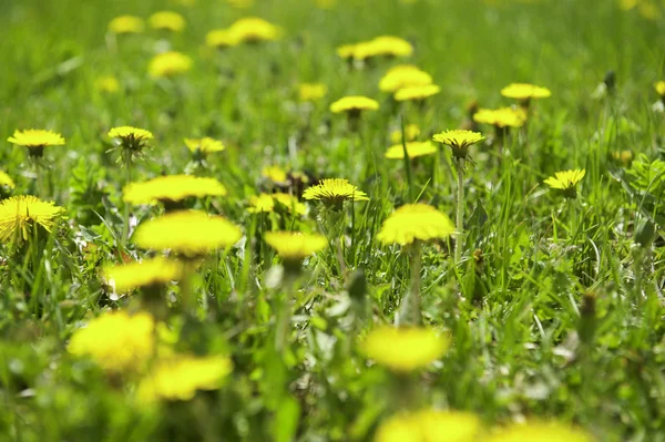 Stock image Field of dandelions