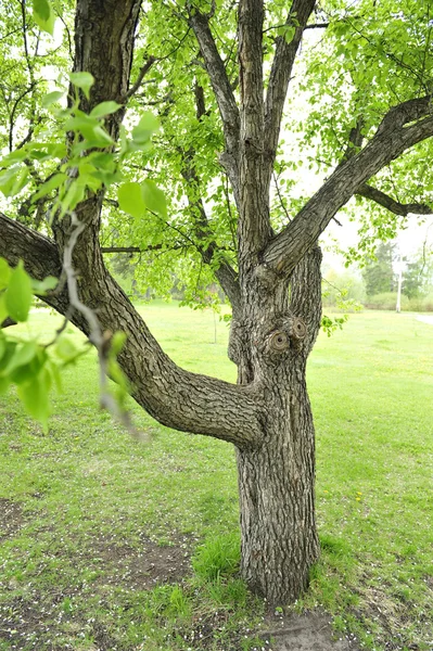 Närbild av grönskande träd i sommaren park — Stockfoto