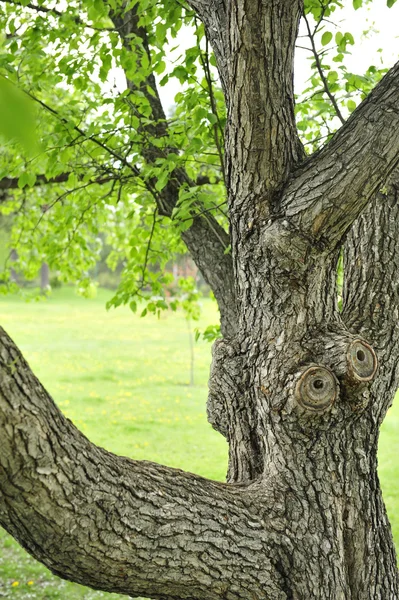 Close-up van groene boom in zomer park — Stockfoto