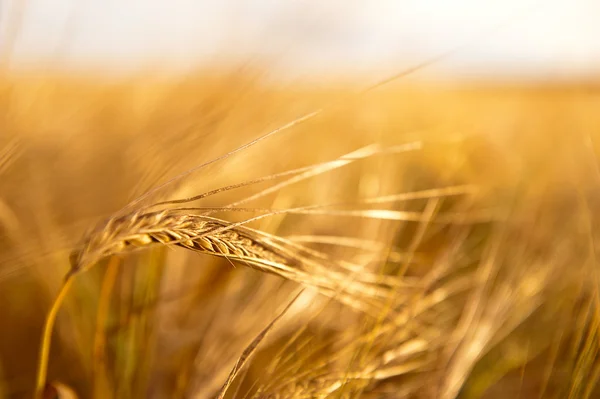 stock image Closeup photo of a golden wheat in field