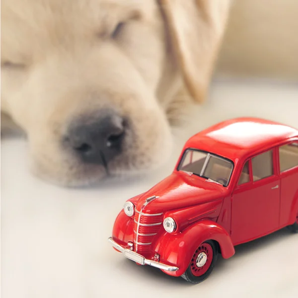 Concepto de seguro de coche. pequeño golden retriever cachorro durmiendo ne — Foto de Stock