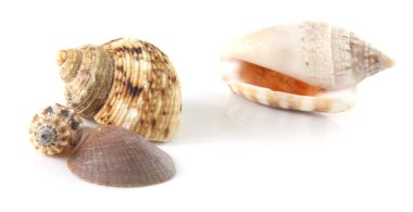 Shells clipart