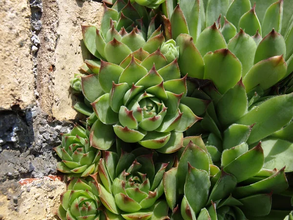 bir duvarda büyüyen saxifrage