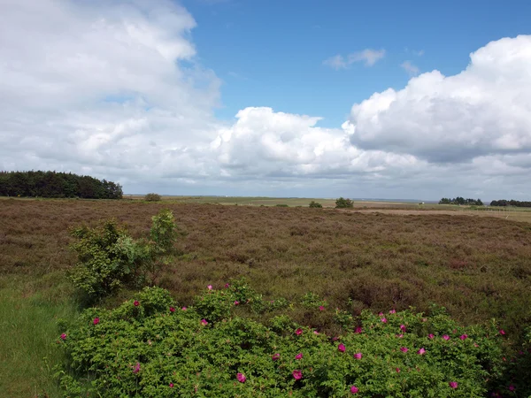 Vue panoramique du paysage sur l'île d'amrum — Photo