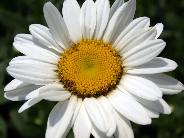 Closeup of a daisy — Stock Photo, Image