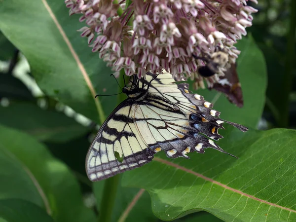 Swallowtail butterfly sitting on a flower — Stock Photo, Image