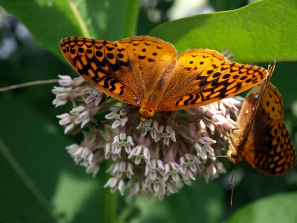 Kırlangıç Kelebek bir çiçeğin üzerinde oturuyor