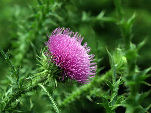 stock image Pink thistle blossom