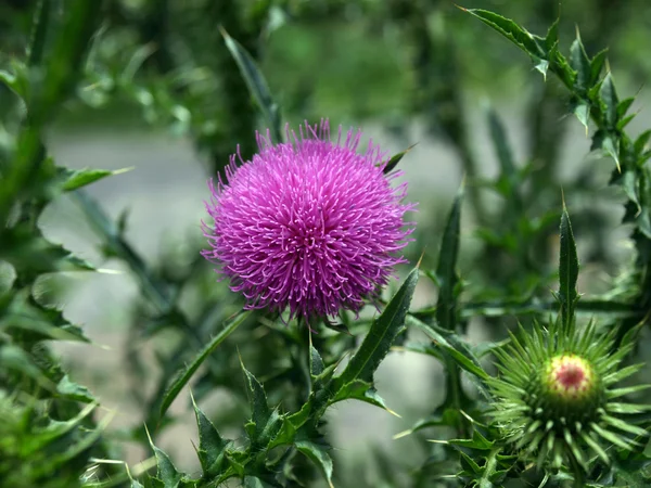 Pink thistle blossom Stock Photo