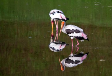 Two stork in the lake with their mirror image clipart