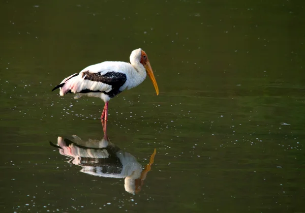 Solo stork — Stock Photo, Image