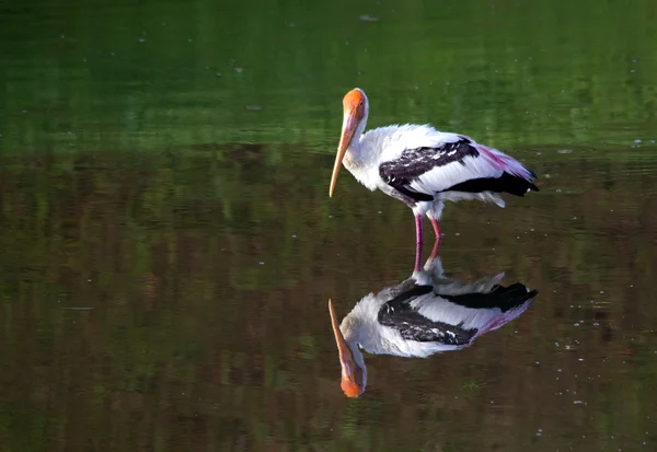 Cigüeña solitaria en el lago con su imagen de espejo —  Fotos de Stock