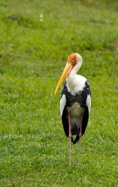 Solo stork — Stock Photo, Image