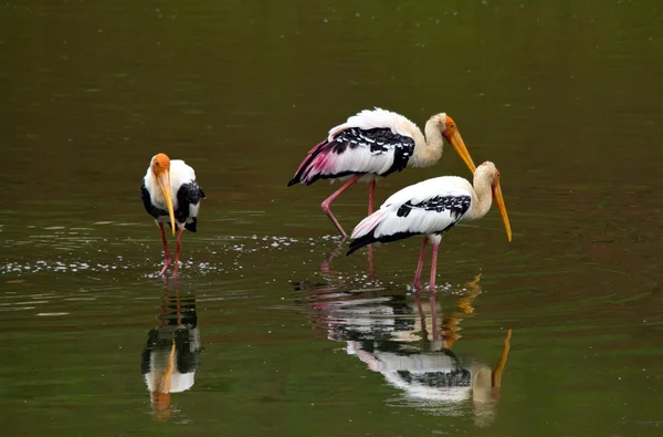 Tres cigüeñas pescando en el lago con su imagen de espejo —  Fotos de Stock