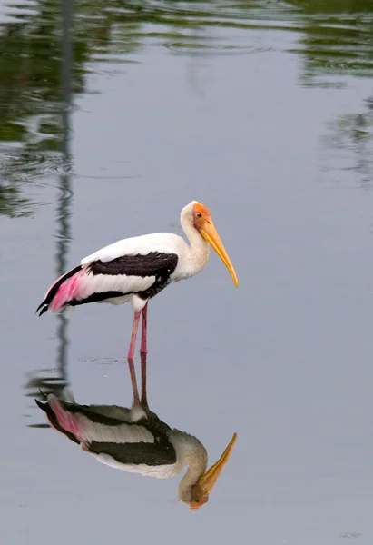 Solo stork in the lake with their mirror image — Stock Photo, Image