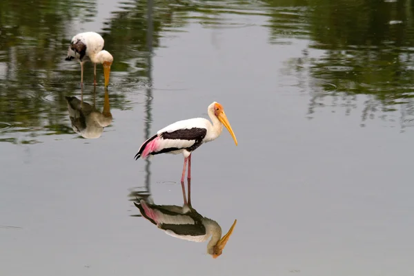 Two stork with the mirror image — Stock Photo, Image